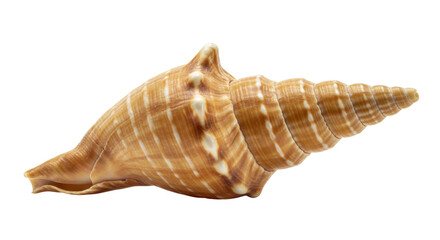 Isolated Detailed Seashell with Spiral Pattern
