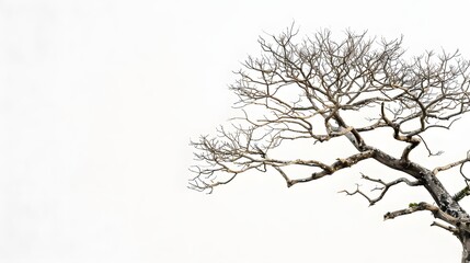 Fototapeta premium Bare tree branches against a plain white background.