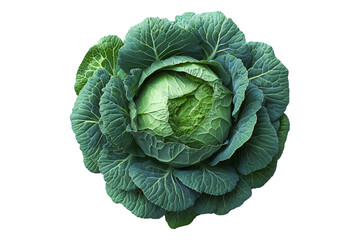 Fototapeta premium Whole green cabbage with vibrant outer leaves isolated on a transparent background. Fresh and organic vegetable concept, healthy food ingredient