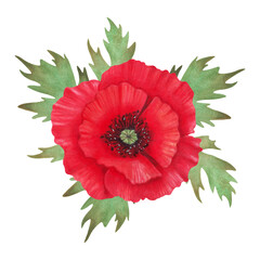 Poppy flower with petals. Watercolor and marker illustration. Poppy day. Hand drawn isolated art. Drawing of botanical graceful red plant. Spring and Labor day. Cosmetology, floristry, medicine