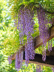 藤棚の藤