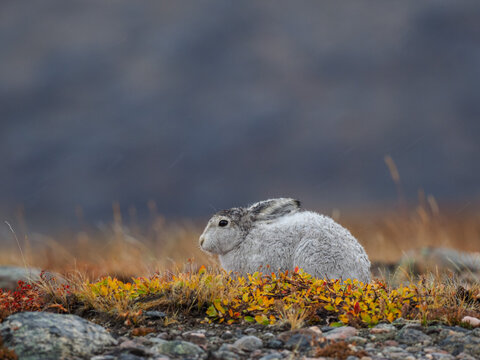 White Arctic hare resting on autumn tundra with colorful moss and rocks in a cold, remote landscape.