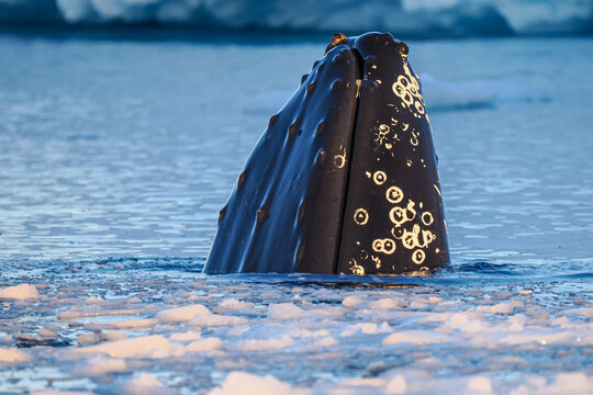 Close-up of humpback whale surfacing through icy Arctic ocean water, showing barnacles and cold environment