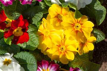 Bunt Blühende Primeln zum Verkauf  auf einem Blumenmarkt, Closeup, Deutschland