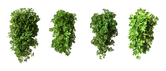 Obraz premium Four bunches of fresh green parsley herbs are displayed neatly isolated on a clean transparent background for culinary use.