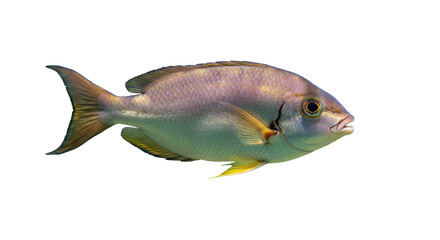 Naklejka premium Isolated Silver Bream Fish Close-Up