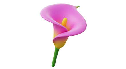 Isolated Pink Calla Lily with Yellow Stamen