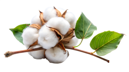 cotton buds isolated on white background PNG