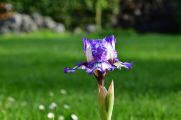 Beautiful purple-white iris on a green background in our garden. Focus is on the center of the image.