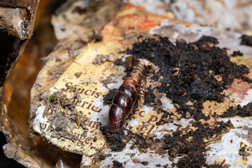 Fuseau commun – Cochlodina en sous-sol forestier sur déchets humains semi-enterrés
