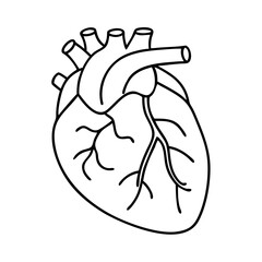 realistic human heart icon, realistic human heart vector illustration-simple illustration of realistic human heart, perfect for realistic human heart logos and icons
