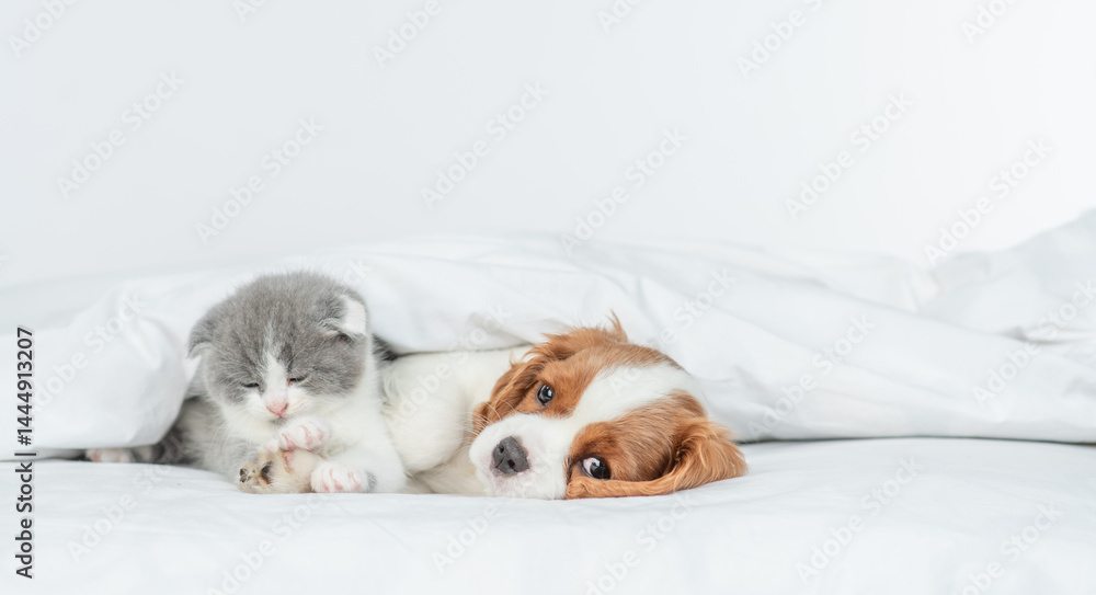 Poster Friendly Cavalier King Charles Spaniel lying with sleepy tiny kitten on the bed at home. Empty space for text