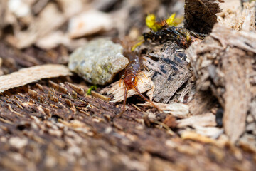 Lithobie à pinces sous écorce en forêt – faune forestière