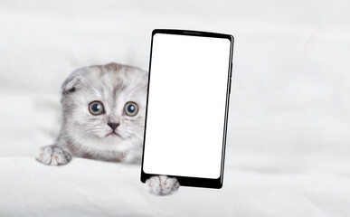 Cute kitten lying on a bed at home and showing big smartphone with white blank screen in it paw....