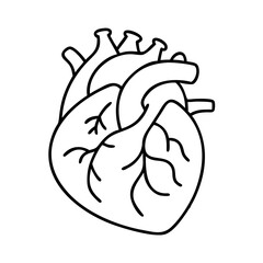 realistic human heart ivcon icon, realistic human heart ivcon vector illustration-simple illustration of realistic human heart ivcon, perfect for realistic human heart ivcon logos and icons