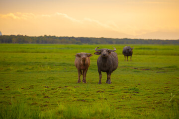 A herd of muddy buffaloes grazing in the evening at the Thale Noi of Pak Pra is another interesting activity for tourists in Khuan Khanun District, Phatthalung