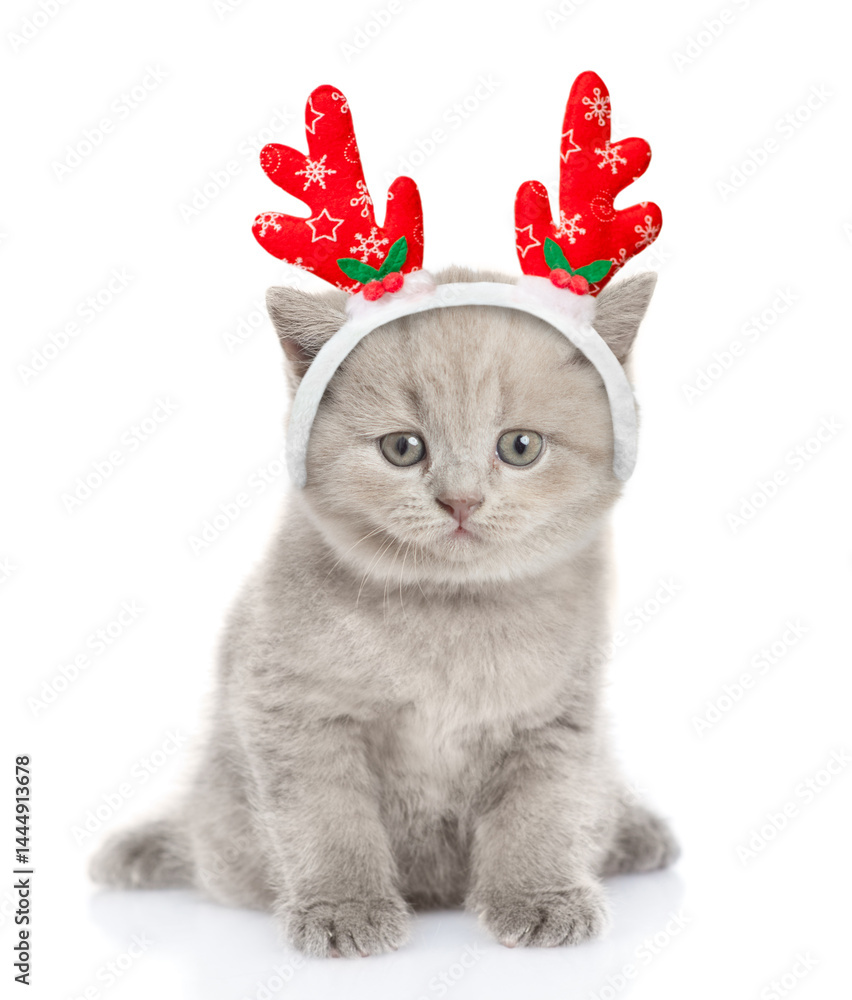 Poster tiny kitten dressed like santa claus reindeer rudolf sits and looks at camera. isolated on white bac