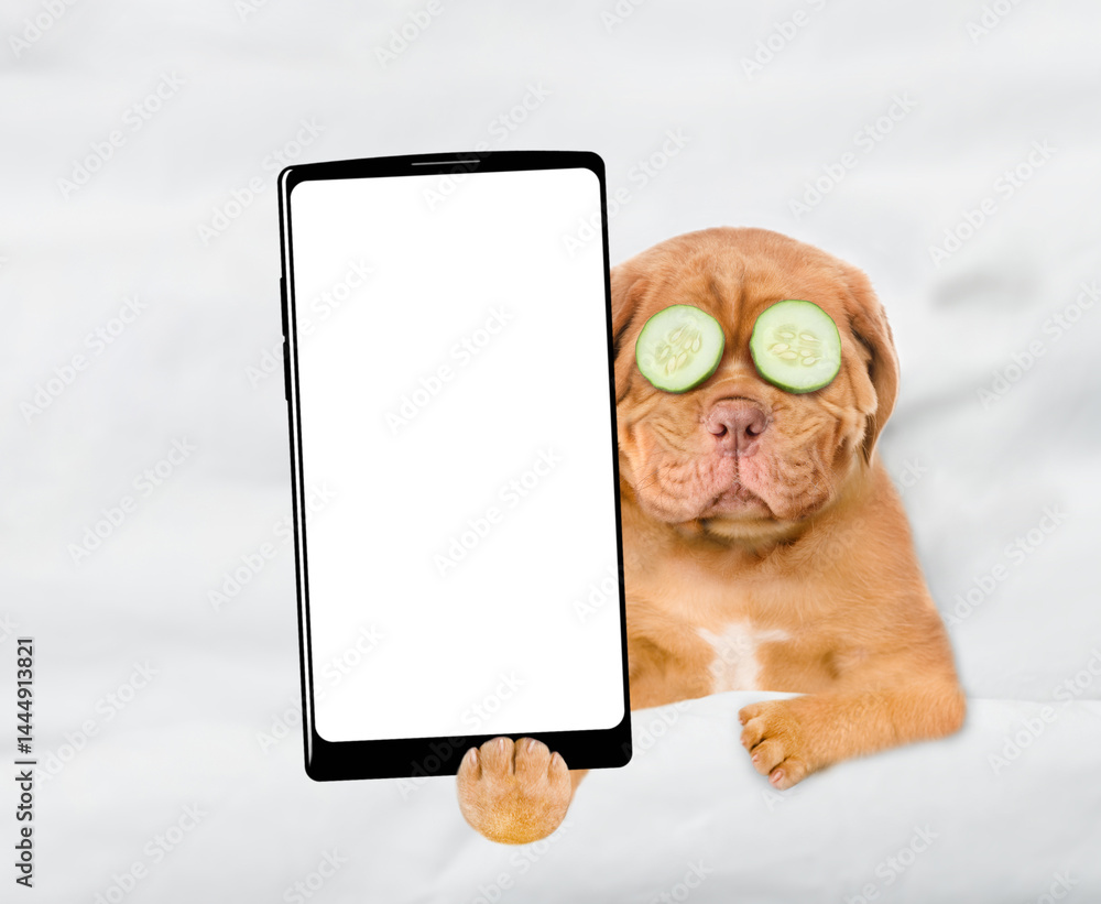 Aufkleber Funny Mastiff puppy with pieces of cucumber on his eyes relaxing on the bed at home and showing big smartphone with white blank screen. Top down view. Empty space for text