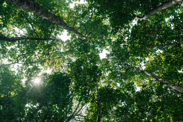 Tree branches reaching across the sky with vibrant green leaves basking in golden sunlight symbolizing environmental conservation sustainability Earth Day, importance of protecting natural resources