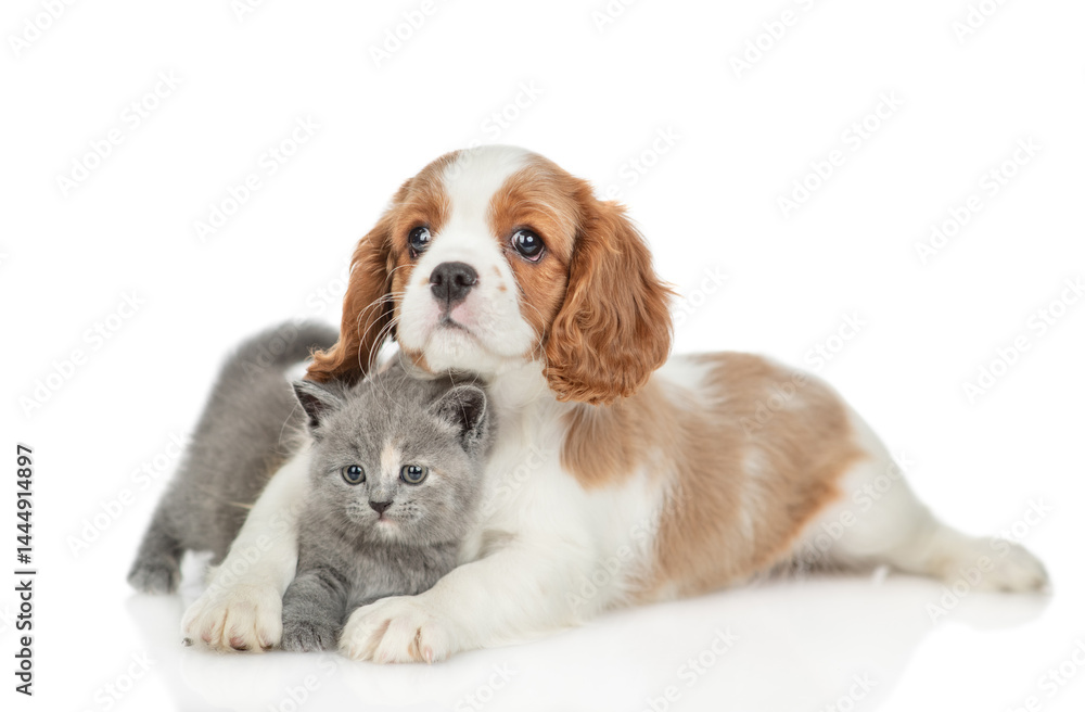 Aufkleber friendly cavalier king charles spaniel hugs tiny gray kitten. pets look at camera together. isolated