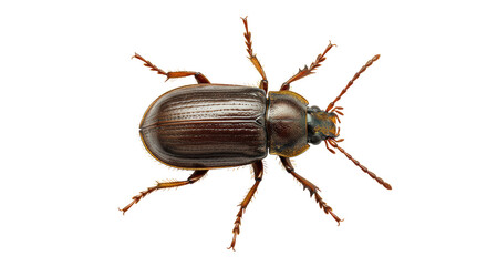 Isolated Detailed Close-up of a Brown Ground Beetle