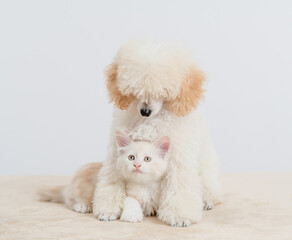 Friendly Poodle puppy higs young maine coon cat on a bed at home
