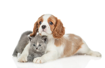 Friendly Cavalier King Charles Spaniel hugs tiny gray kitten. pets look at camera together....