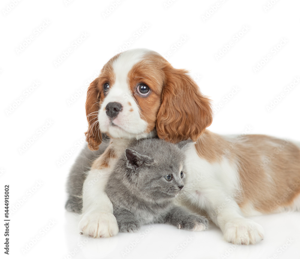 Aufkleber friendly cavalier king charles spaniel hugs tiny kitten. pets look at camera together. isolated on w