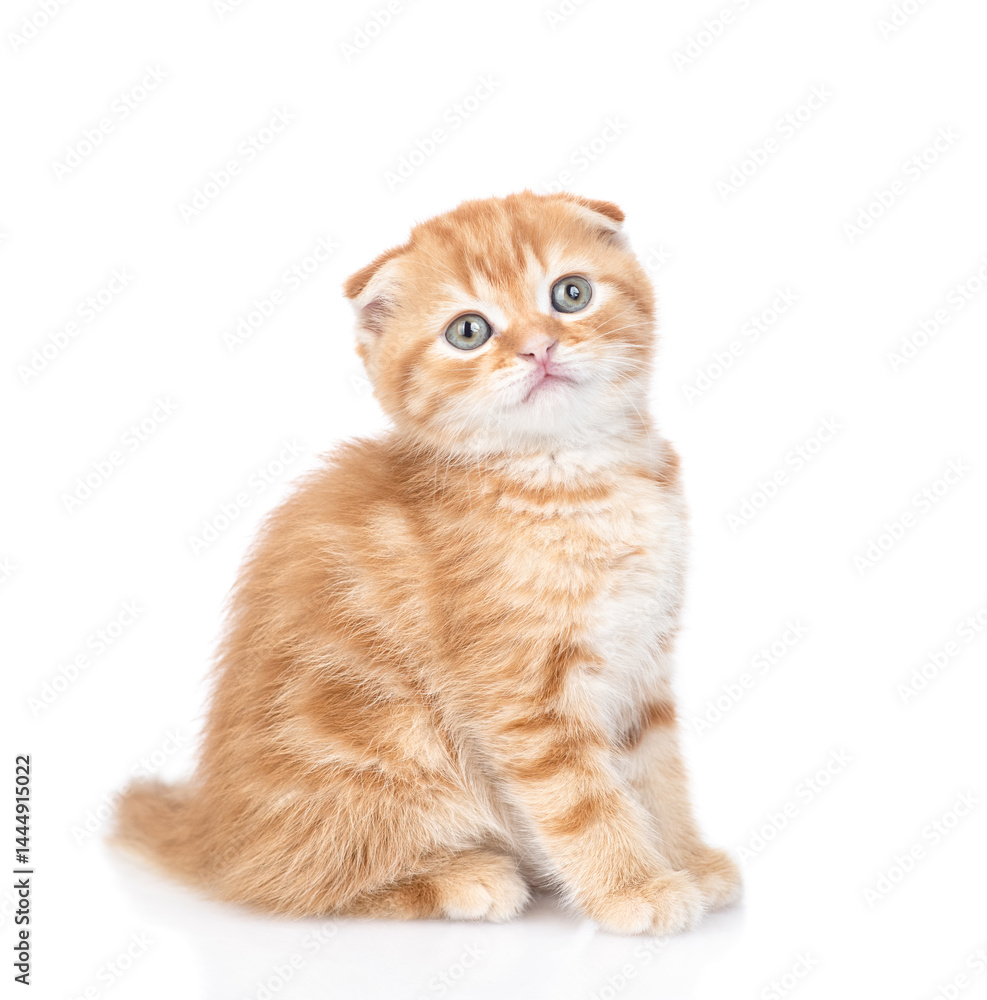 Poster ginger tabby kitten sits and looks at camera. isolated on white background