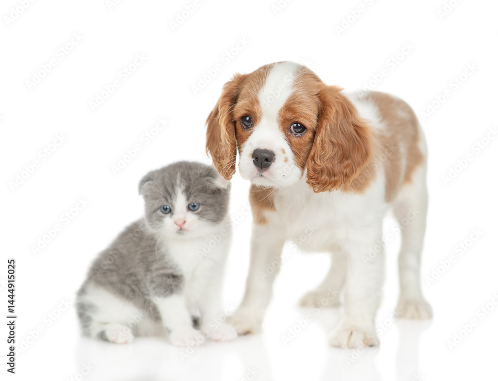 Aufkleber friendly cavalier king charles spaniel sits with tiny kitten. isolated on white background