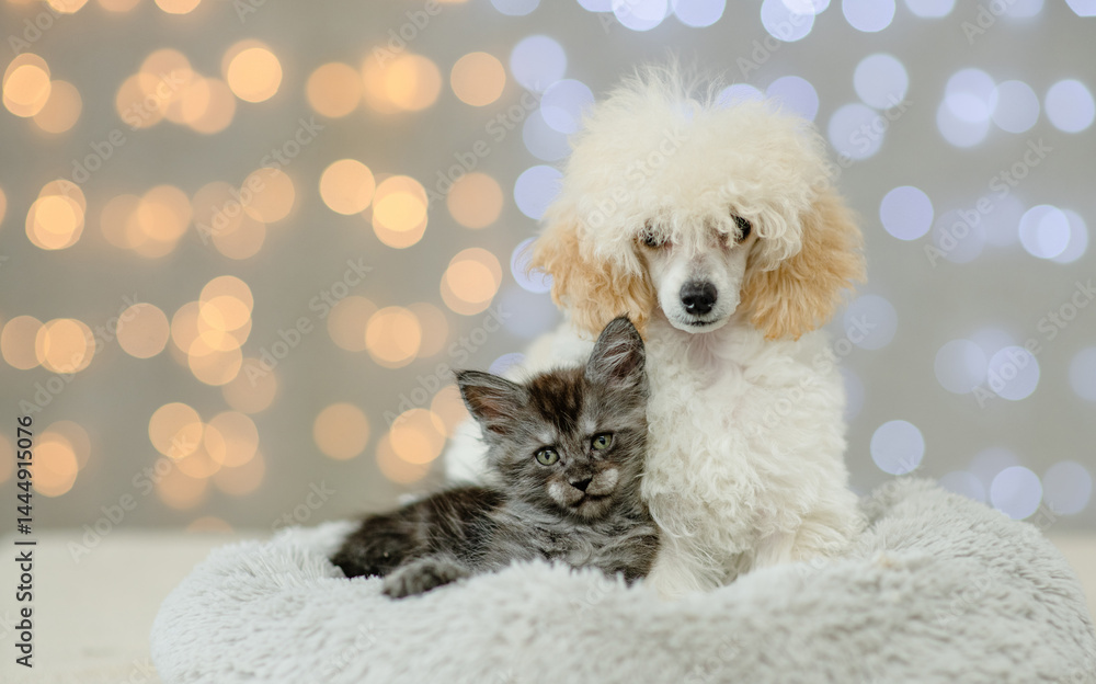 Poster poodle puppy and maine coon kitten lying together on festive background. empty space for text