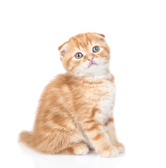 Obraz premium Ginger tabby kitten sits and looks at camera. isolated on white background