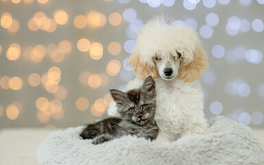 Poodle puppy and maine coon kitten lying together on festive background. Empty space for text