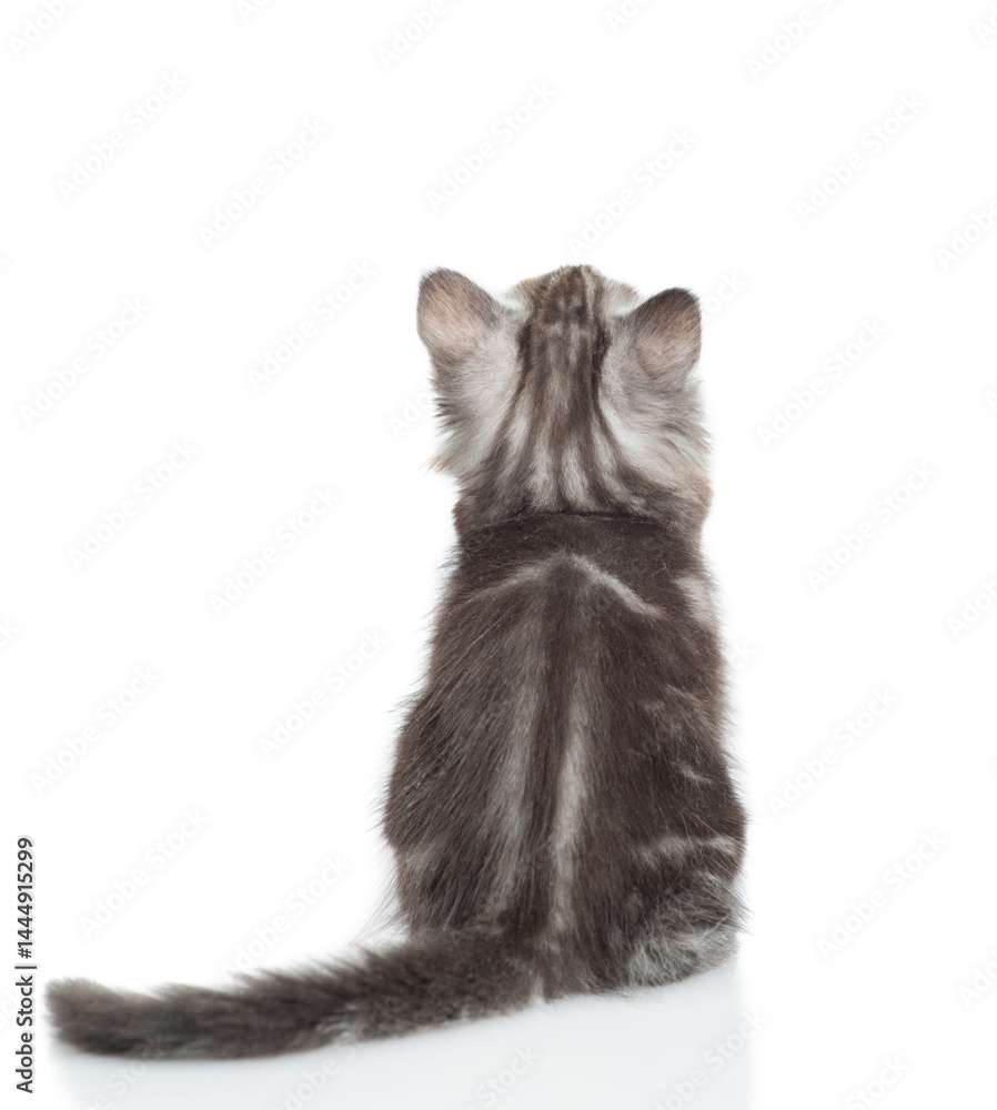 Aufkleber Gray tabby tiny kitten sits in back view and looks up on empty space. isolated on white background