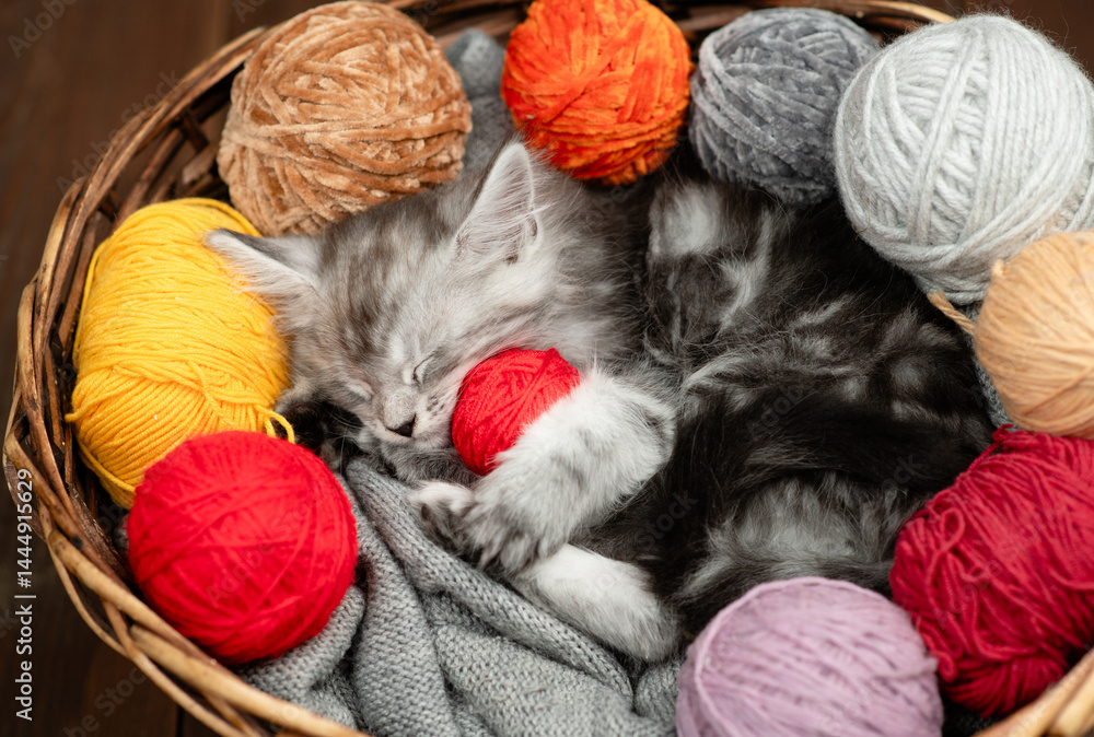 Aufkleber cute tiny maine coon kitten hugs ball of thread and sleeps inside a basket with many clews of thread