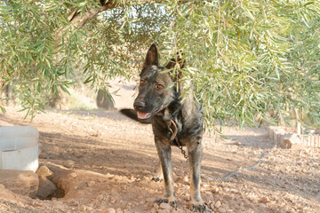 Chained dogs in a neglected and dusty backyard in a rural area of ​​social exclusion