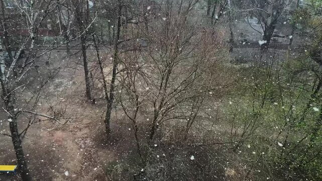 Large flakes of snow fall in late spring or early autumn. The first or last snow.