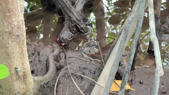 The small fiddler crab is sitting on the root of a mangrove tree.