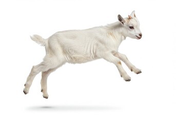 White goat kid jumping in the air with a white background in a studio shot