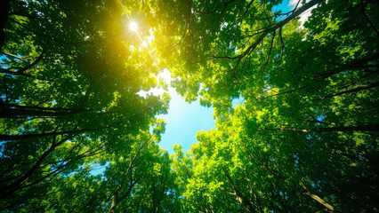 Obraz premium Sunlight filters through a canopy of lush green trees, creating a breathtaking view of the sky. This image evokes feelings of peace and tranquility, and celebrates the beauty of nature. 