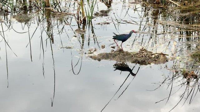 A Purple Swamphen (Porphyrio porphyrio) standing near the water&rsquo;s edge in a lush wetland, surrounded by aquatic vegetation and reeds.