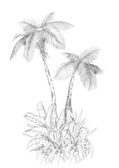 Obraz premium Tropical palm tree. Single pencil sketch on white background. Hand drawn illustration.