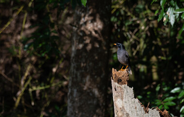 The beautiful Jungle myna perched on a dry branch with blurred lush green background with light shadows.