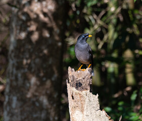 The beautiful Jungle myna perched on a dry branch with blurred lush green background with light shadows.