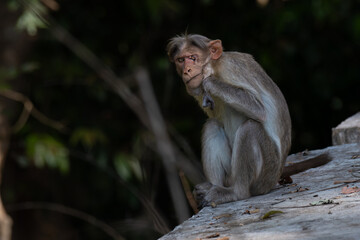 The beautiful close up of a Monkey sitting on a cement bench with injured eye. The monkey is highlighted by the sunlight, surrounded with blurred tree leaves.