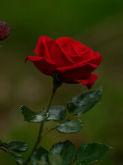 beautiful red rose in the nature