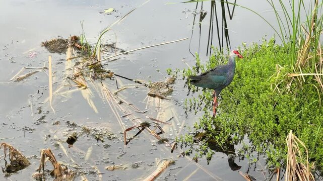 A Purple Swamphen (Porphyrio porphyrio) standing near the water&rsquo;s edge in a lush wetland, surrounded by aquatic vegetation and reeds.