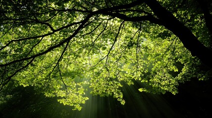 Fototapeta premium Sunlight Filters Through Lush Green Tree Leaves Creating a Radiant Scene