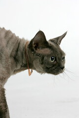 Grey cat in the studio on a white background with a gold jewelry around its neck