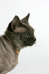Grey cat in the studio on a white background with a gold jewelry around its neck